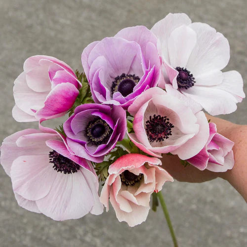 Anemoner - Guide till odling och skötsel av anemoner